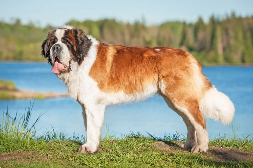The World's Largest Dog Breeds