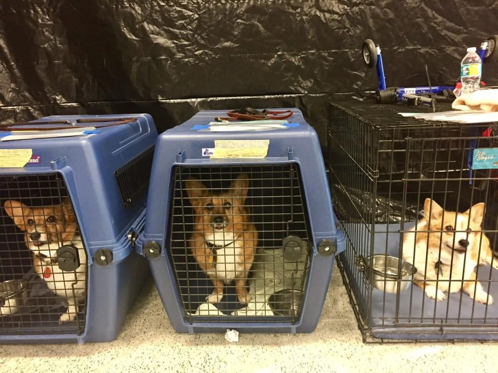 Emergency Preparedness: Ensuring Your Pet’s Safety In A Crisis