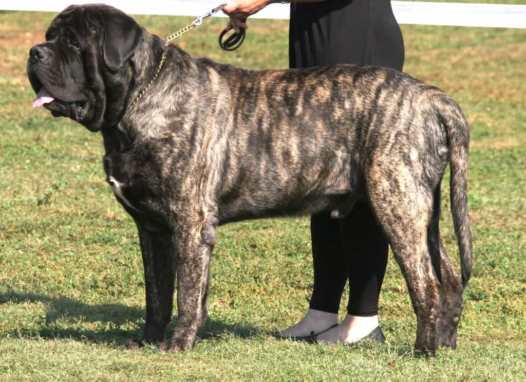 The World's Largest Dog Breeds