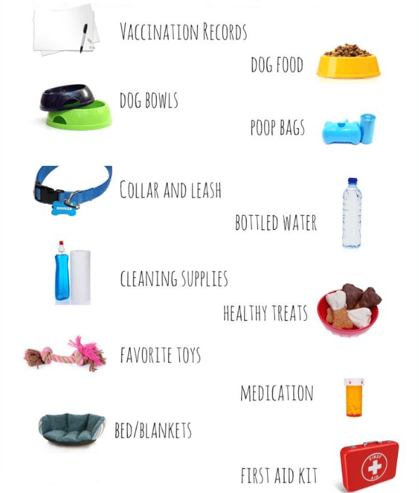 Emergency Preparedness: Ensuring Your Pet’s Safety In A Crisis