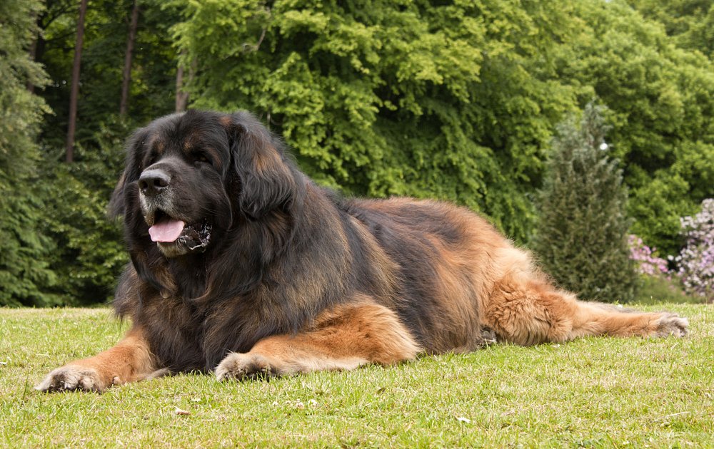 The World's Largest Dog Breeds