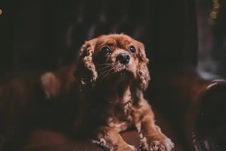 How To Photograph Your Pet Like A Pro