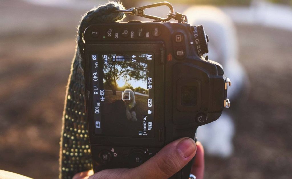 How To Photograph Your Pet Like A Pro
