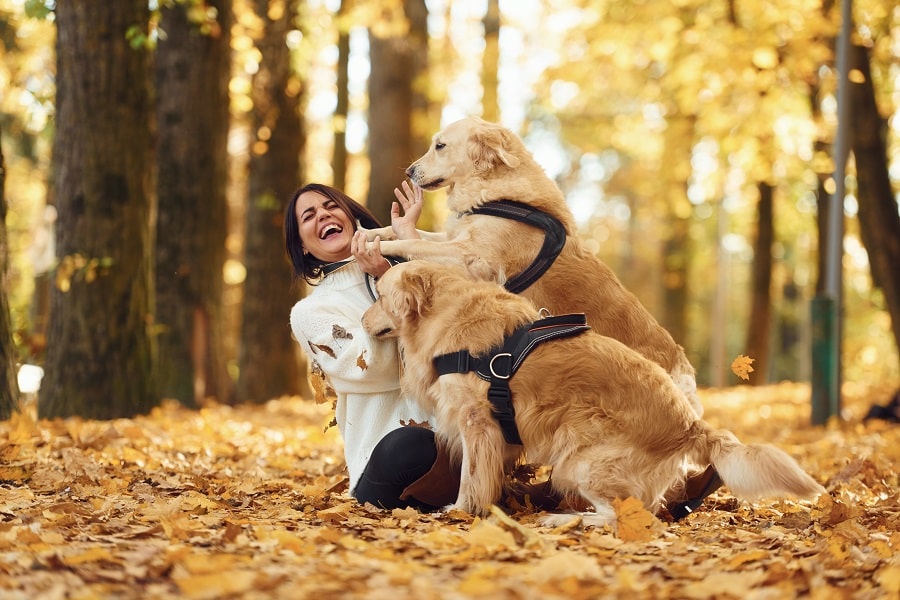 Dog Walking