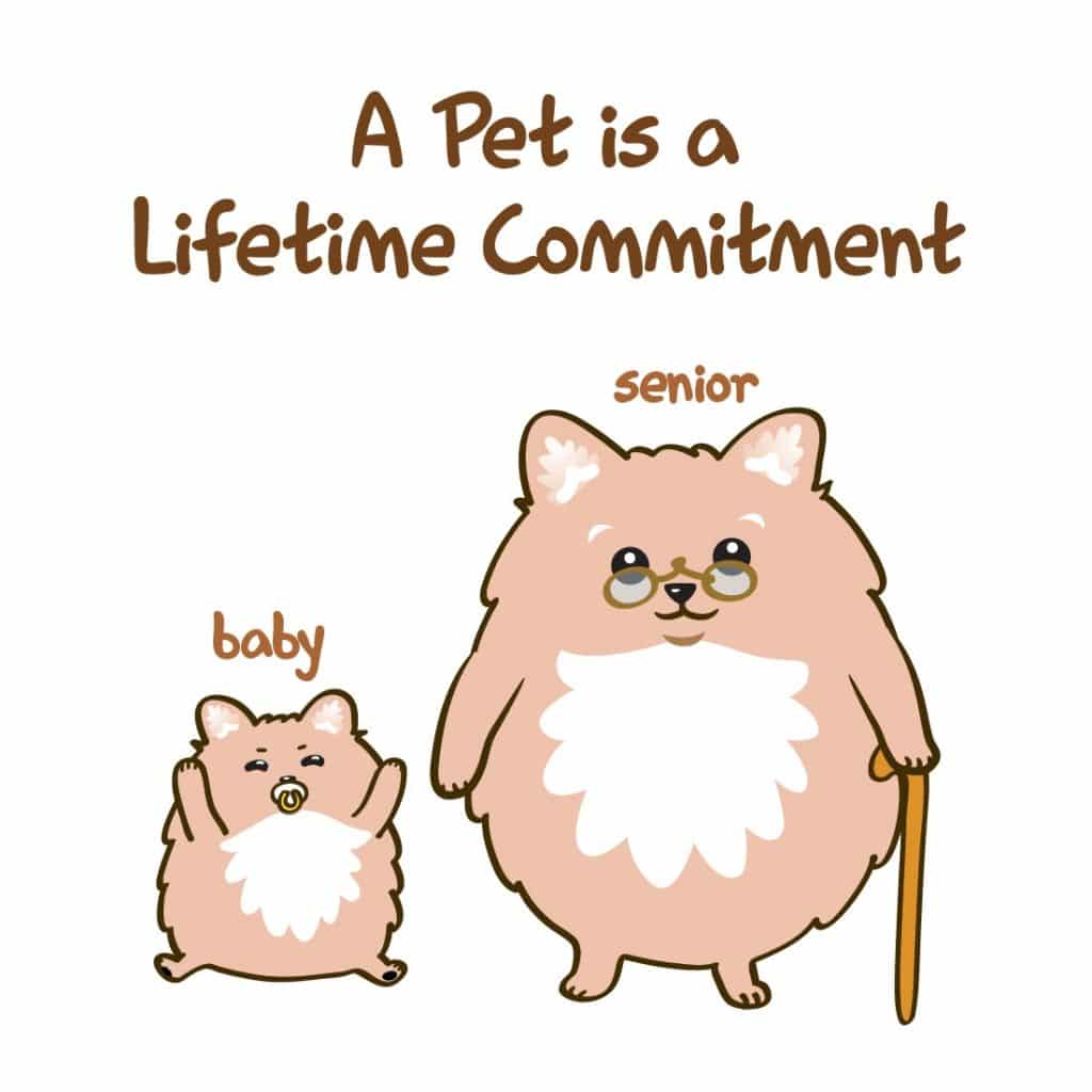 The Emotional Bond: Exploring the Connection Between Pets and Owners