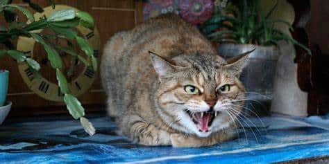 Common Mistakes Pet Owners Make