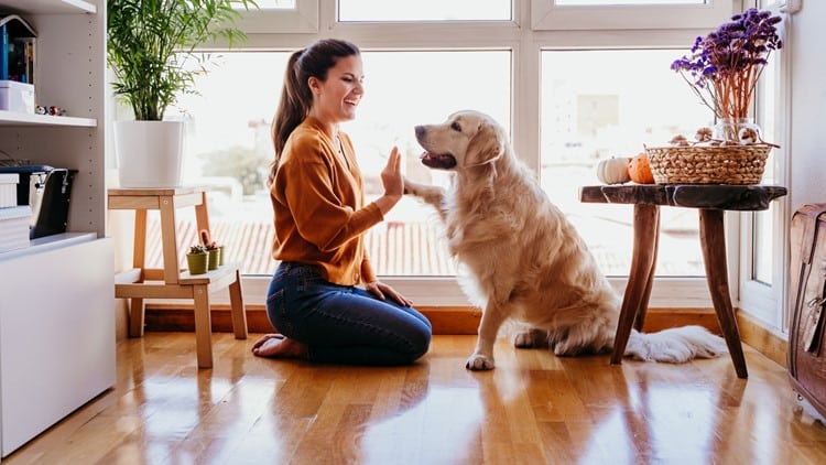 Pet-Friendly Home Makeovers: Creating a Safe and Comfortable Space
