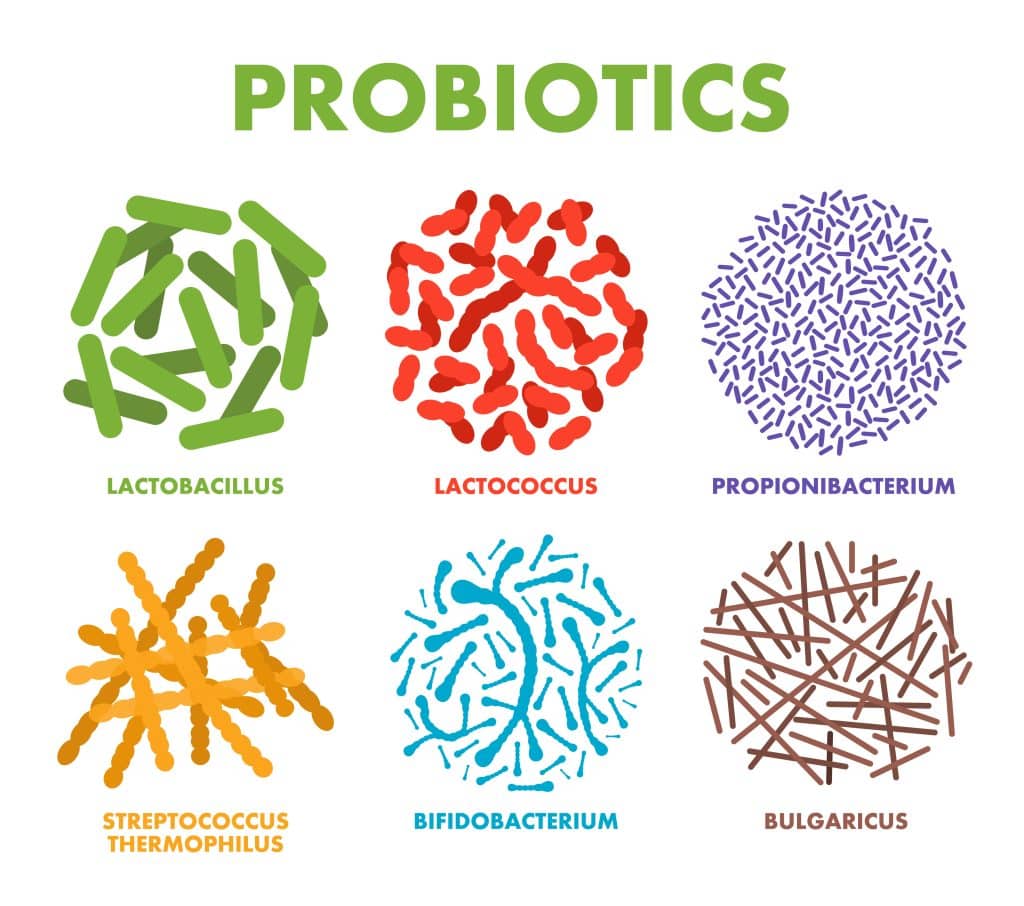 The Benefits Of Probiotics In Your Dog's Diet
