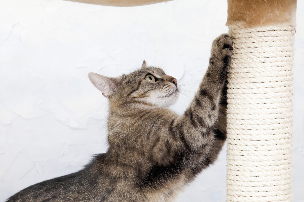 The World Through Their Eyes: Cat Behavior Decoded
