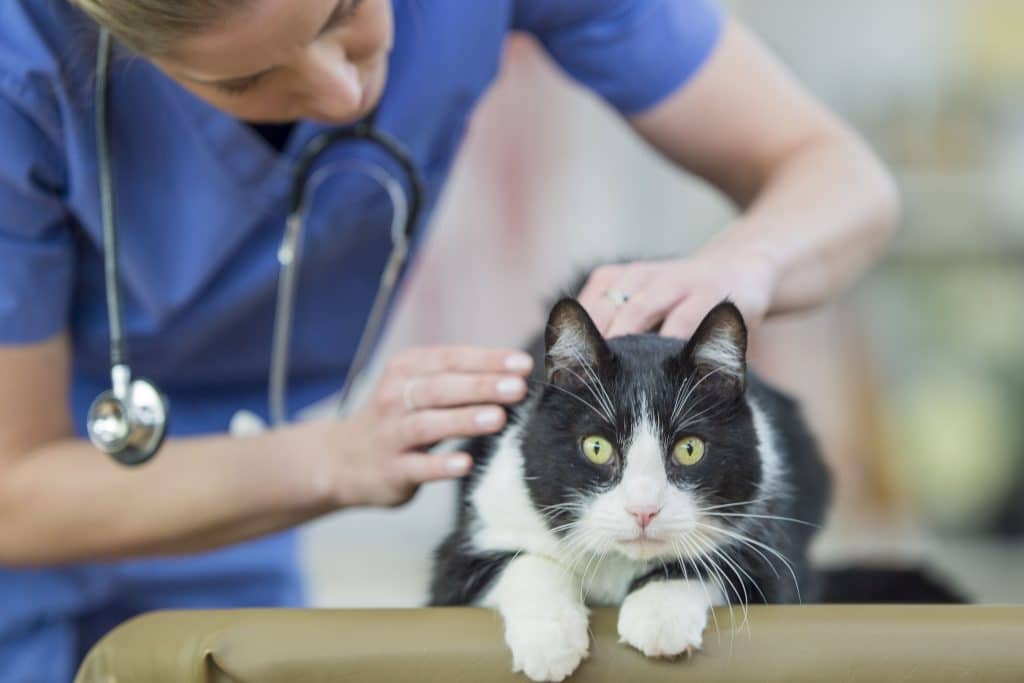 Understanding And Caring For Your Cat's Needs