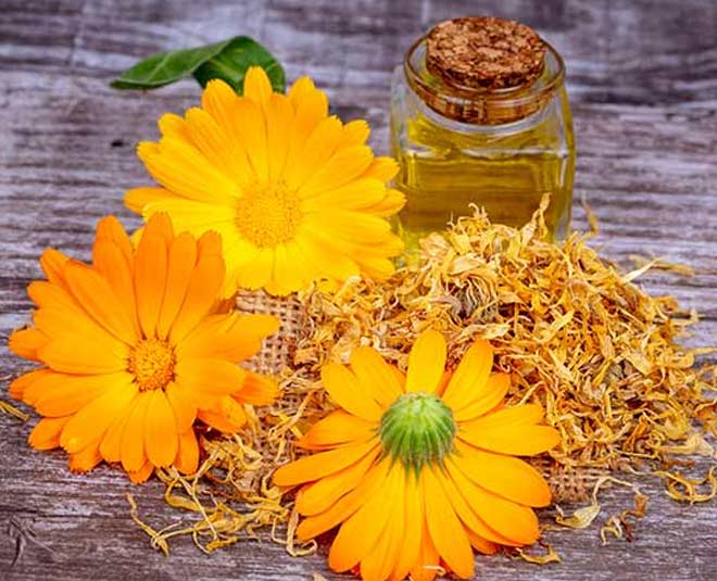 Herbal Remedies For Common Dog Ailments