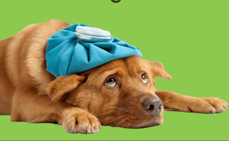 Pet Health Essentials: Preventive Care and Common Health Issues