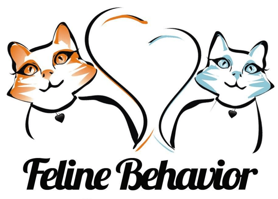 Understanding And Caring For Your Cat's Needs