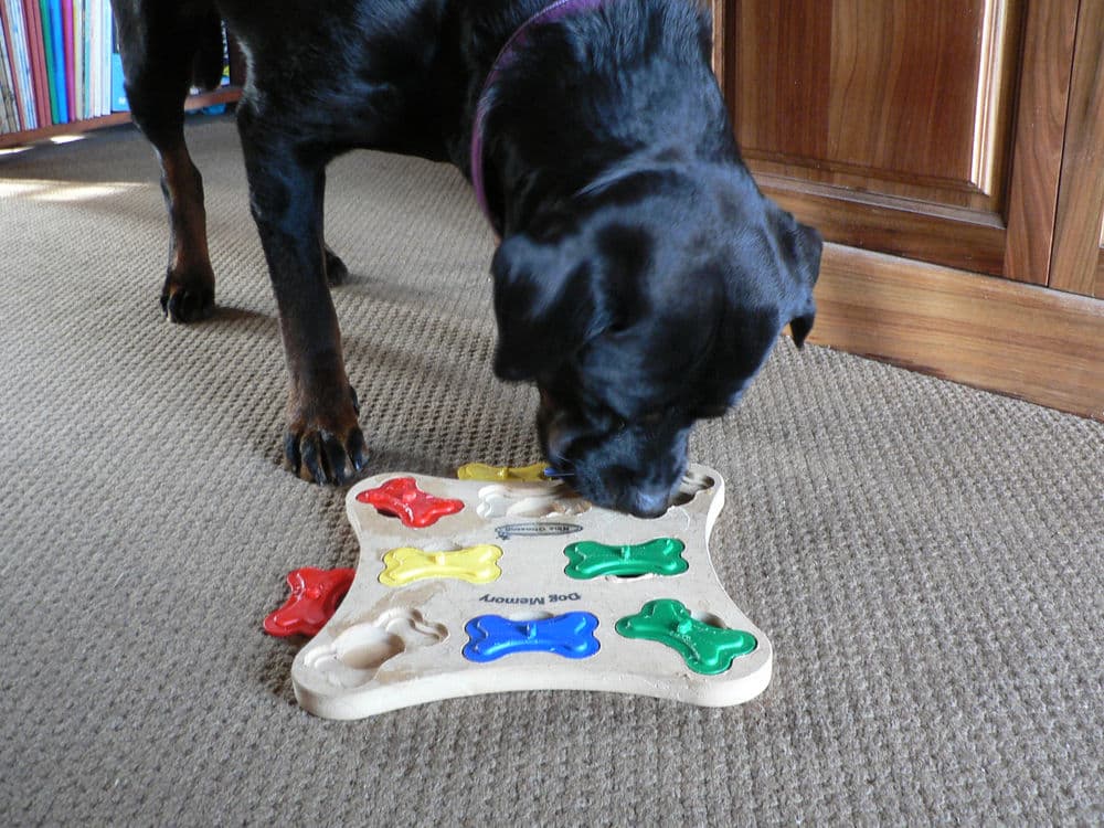 Comforting A Dog In Distress