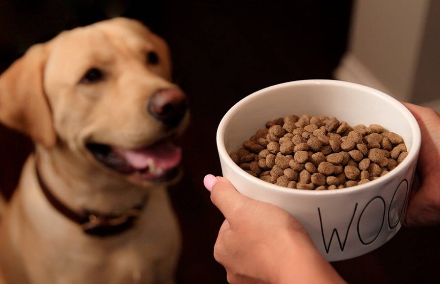 Dog Food Brands to Avoid Like the Plague and Why