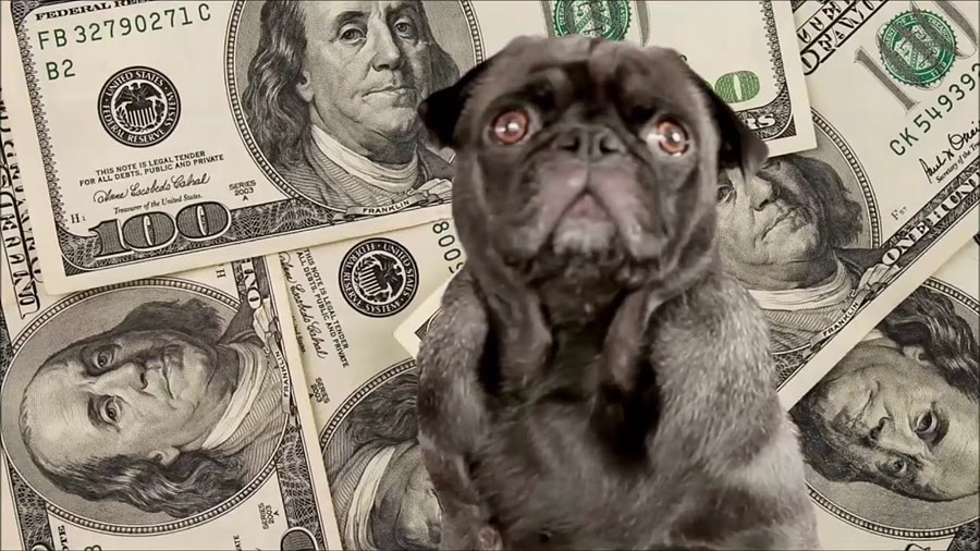 Money-Wasting Pet Products You Need to Stop Buying Now