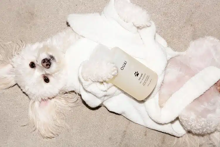 The Best Dog Shampoos Available