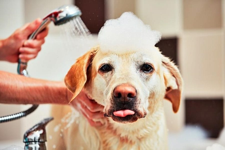 The Best Dog Shampoos Available