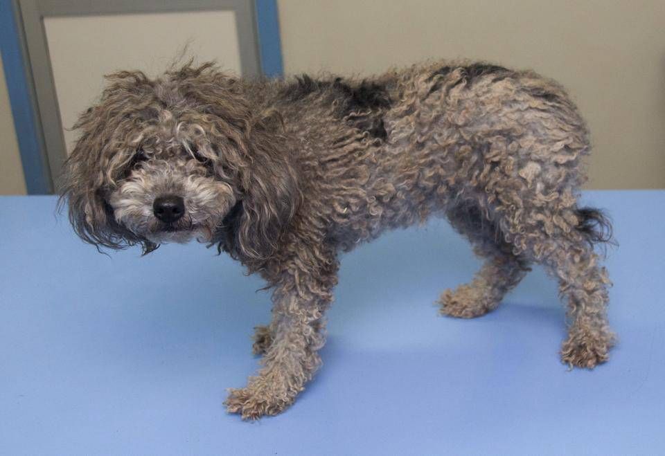 Essential Dog Grooming Techniques