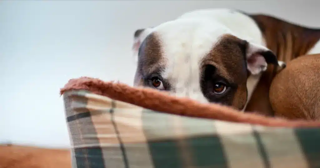How to Handle Your Dog's Separation Anxiety