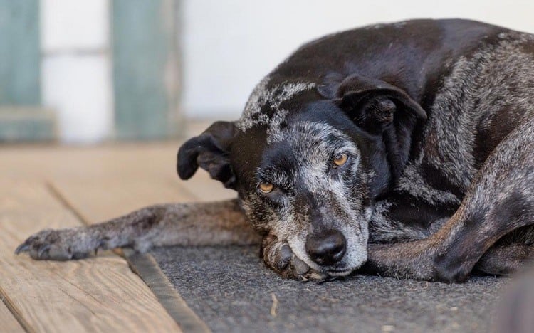 Managing Canine Arthritis For A Pain-Free Life