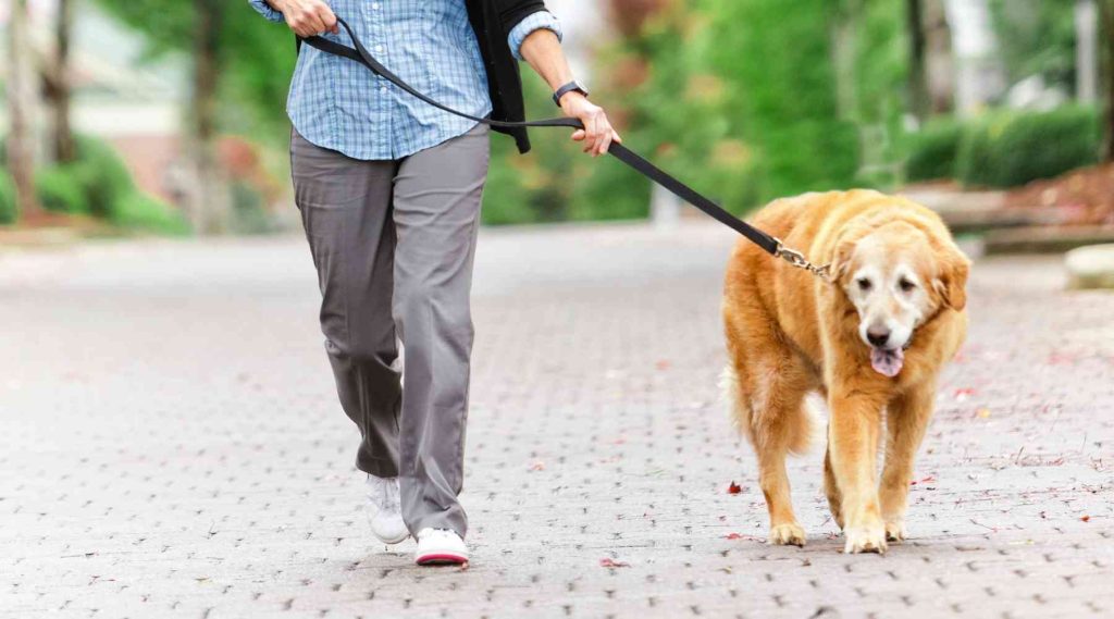 How to Keep Your Senior Dog Healthy As They Age