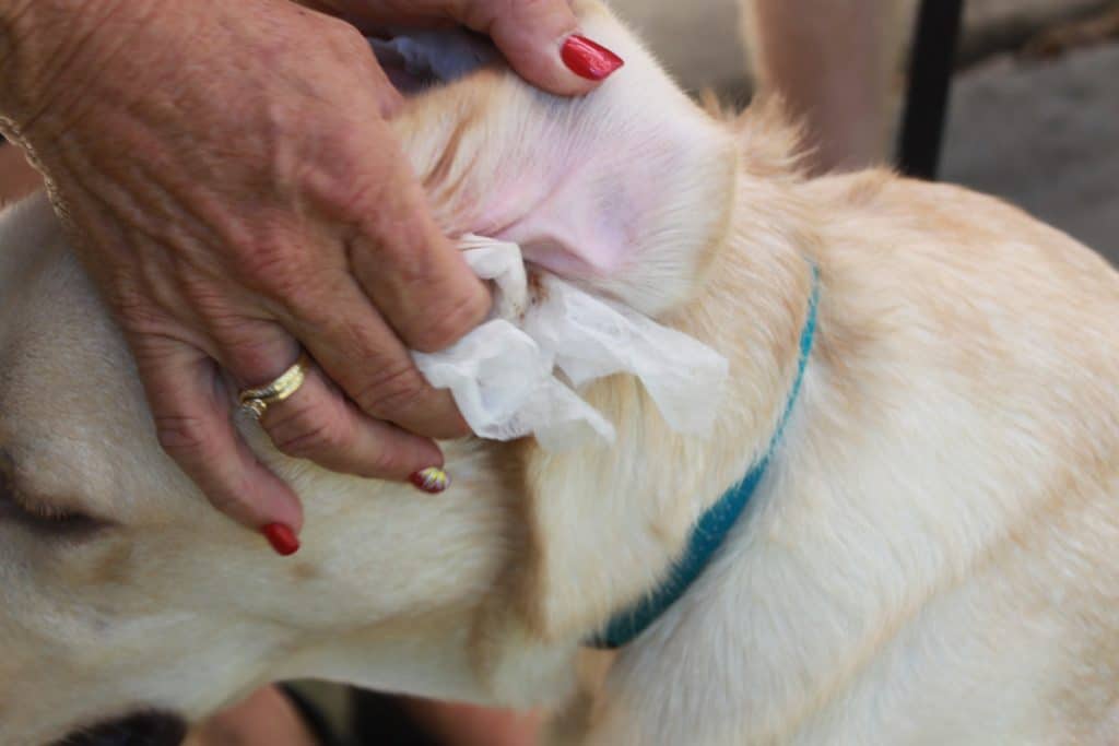 Essential Dog Grooming Techniques