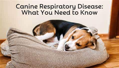What You Should Know About Canine Respiratory Disease