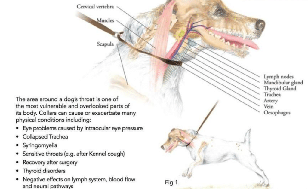 Harnesses vs Collars: The Shocking Truth for Dog Owners