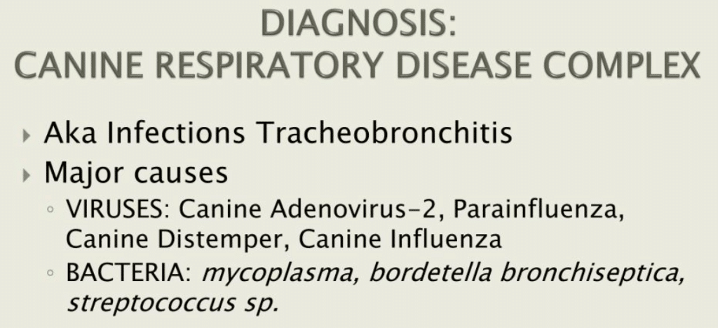 What You Should Know About Canine Respiratory Disease