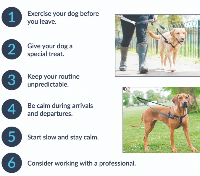 How to Handle Your Dog's Separation Anxiety