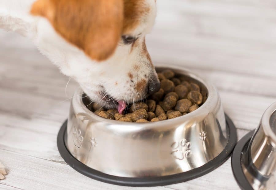 Canine Cuisine: Exploring Dog Diet Trends