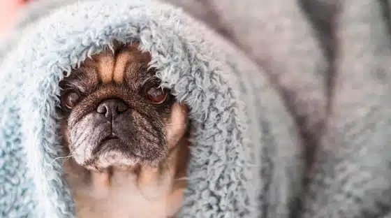 What You Should Know About Canine Respiratory Disease