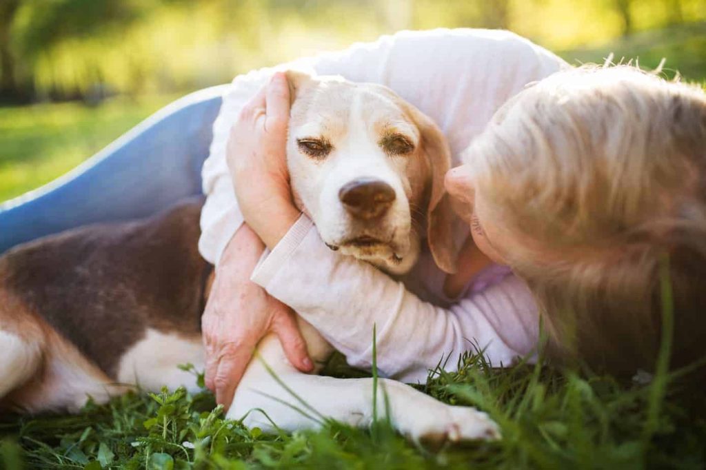 How to Keep Your Senior Dog Healthy As They Age