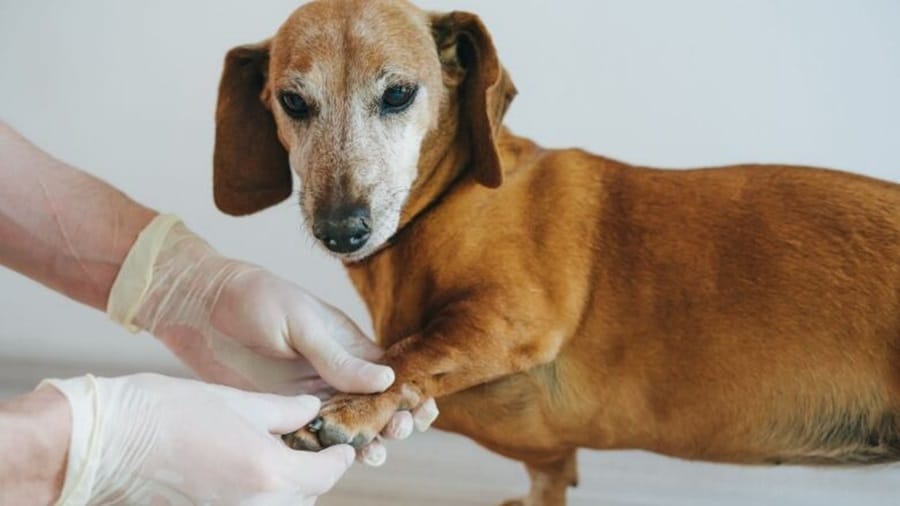 Managing Canine Arthritis For A Pain-Free Life