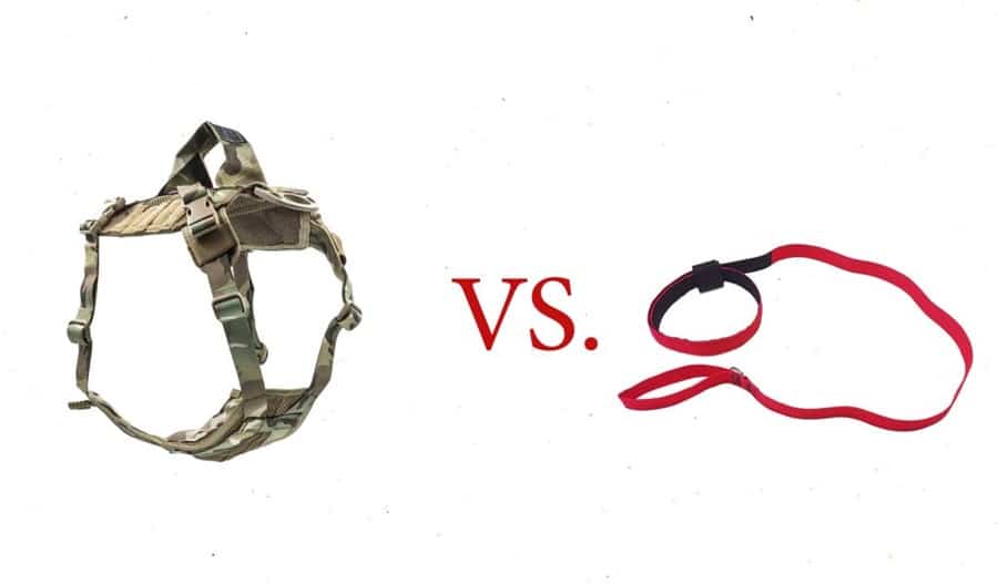 Harnesses vs Collars: The Shocking Truth for Dog Owners