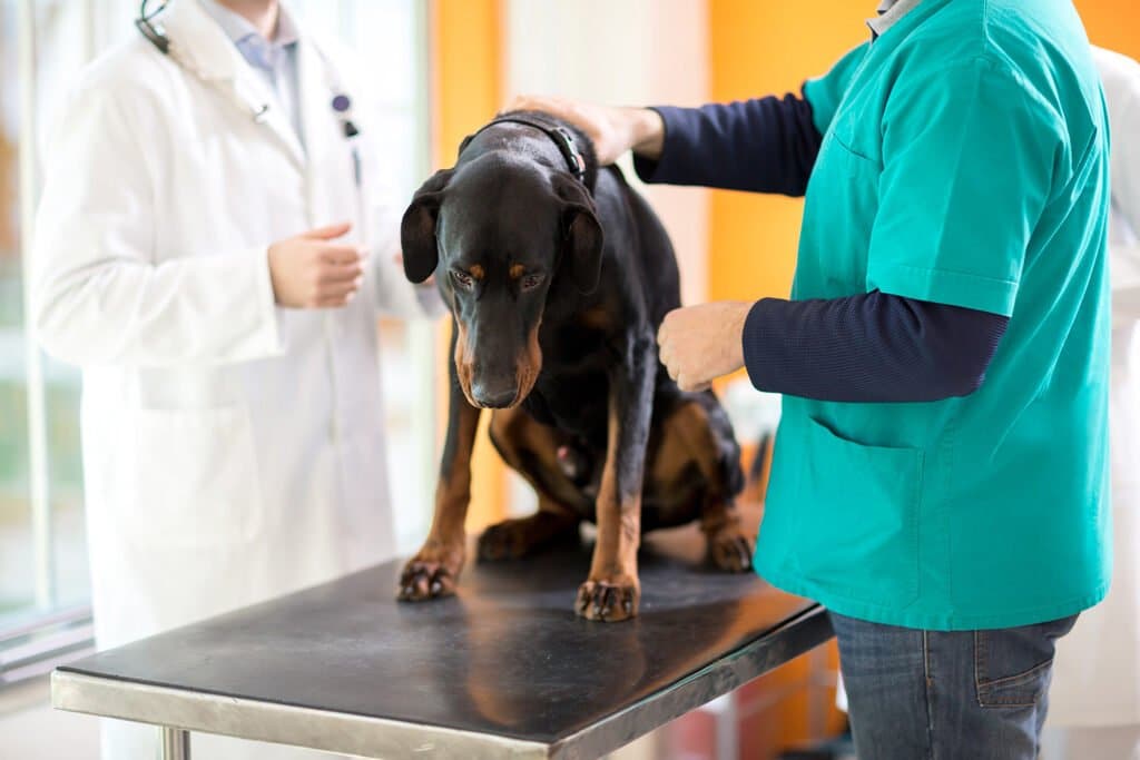 What You Should Know About Canine Respiratory Disease