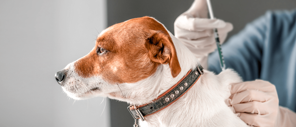 Preventing Common Canine Diseases