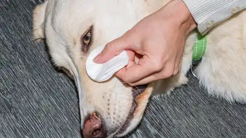 Essential Dog First Aid Tips