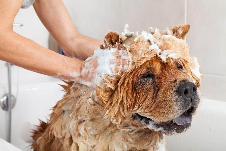 Essential Dog Grooming Techniques