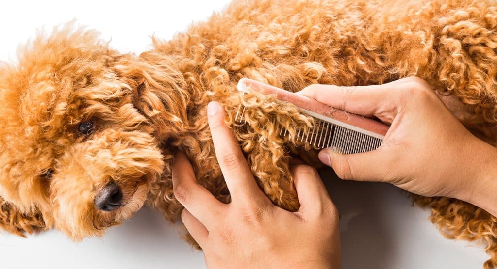 Essential Dog Grooming Techniques