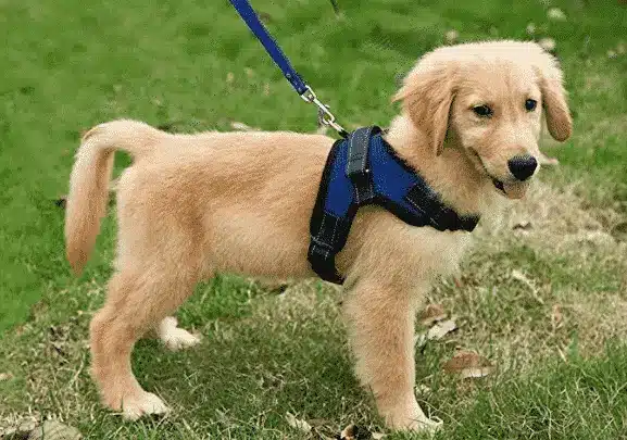 Harnesses vs Collars: The Shocking Truth for Dog Owners
