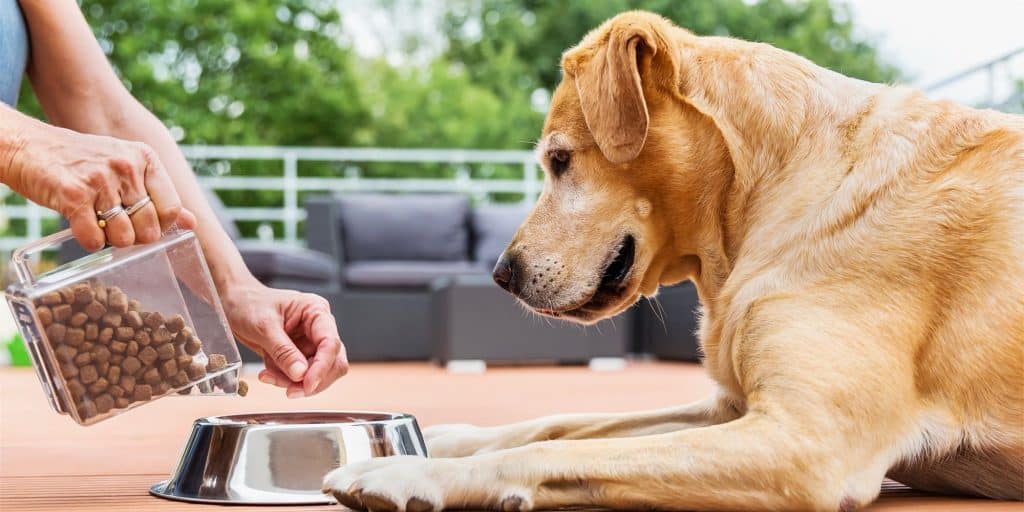How to Keep Your Senior Dog Healthy As They Age