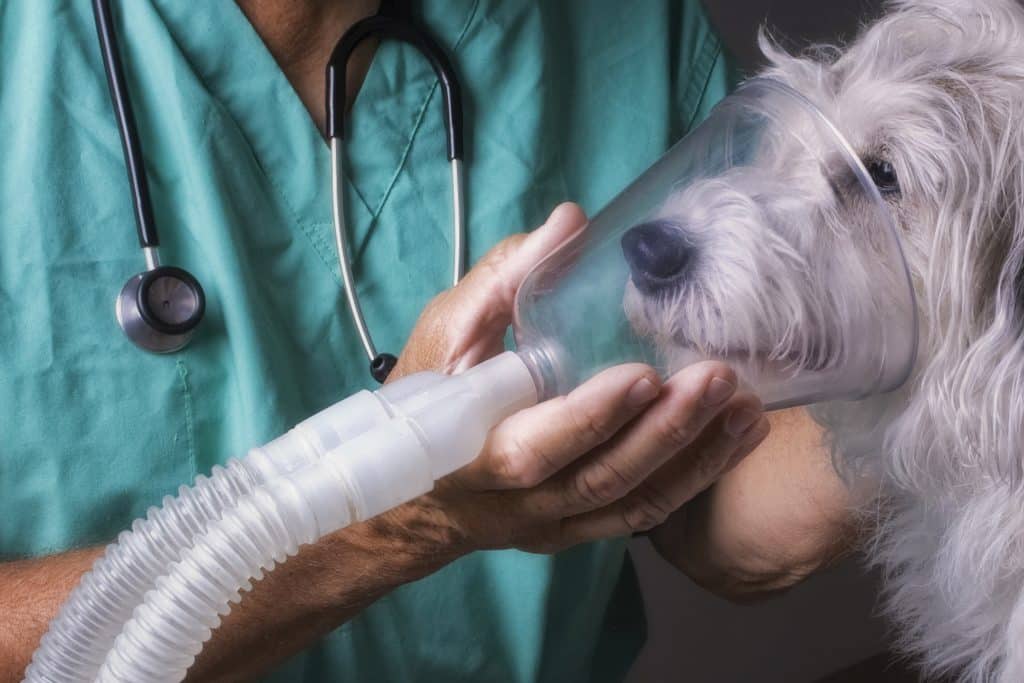 What You Should Know About Canine Respiratory Disease