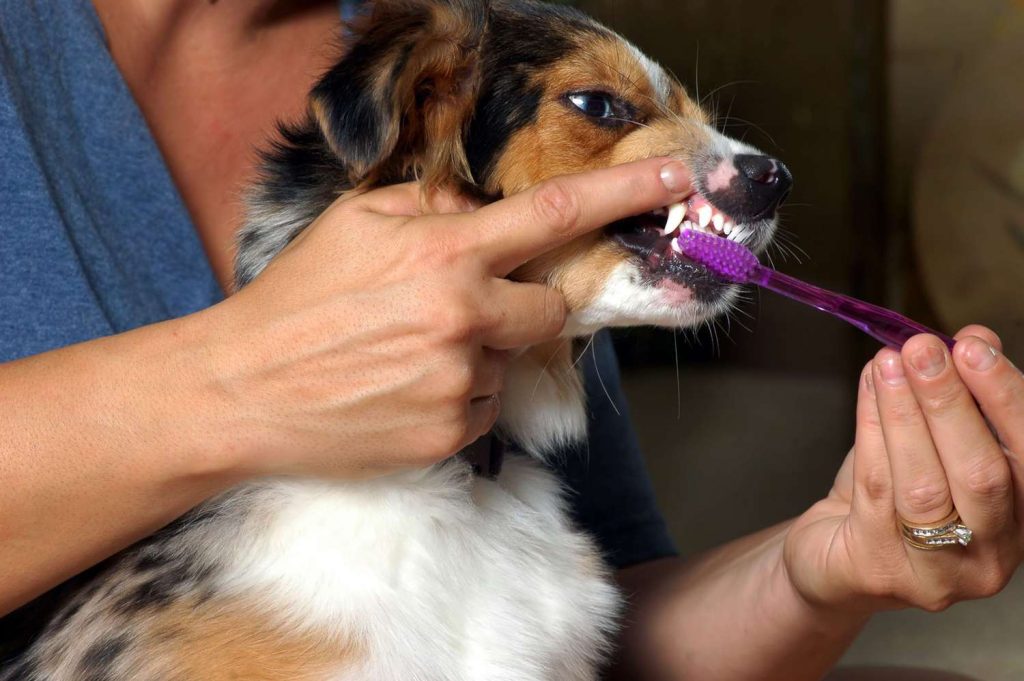 Essential Dog Grooming Techniques