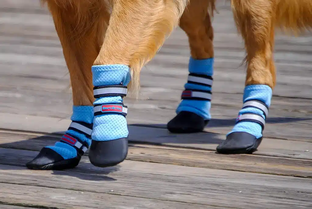 Guide To Caring For Your Dog's Paws