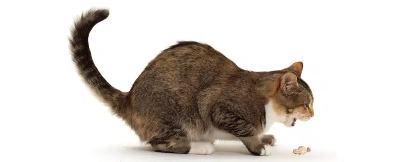 Common Digestive Issues In Cats