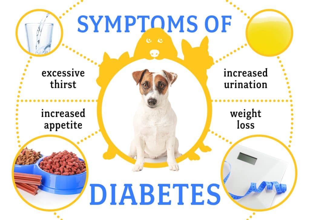 Caring For A Dog With Diabetes