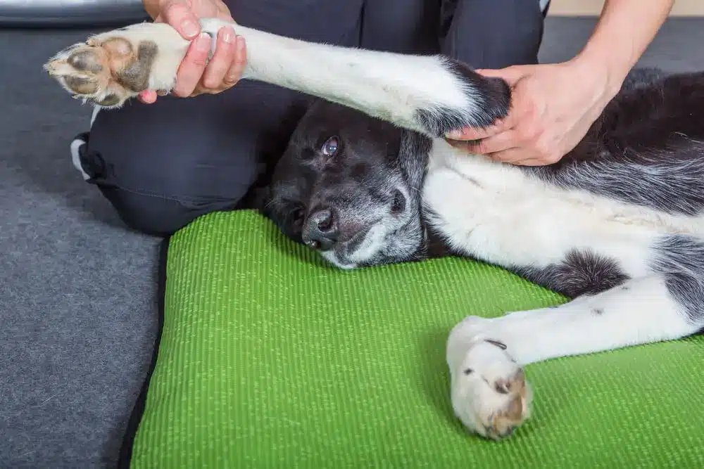 Integrating Alternative Therapies In Dog Care