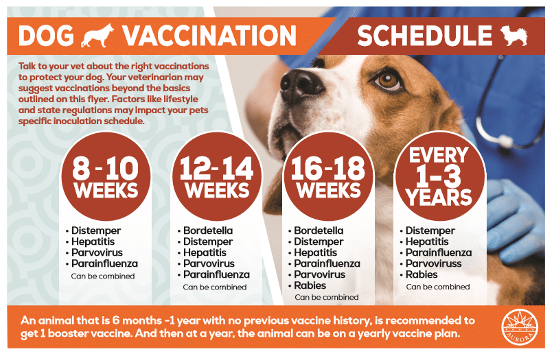 Understanding Dog Vaccinations and Health Checks